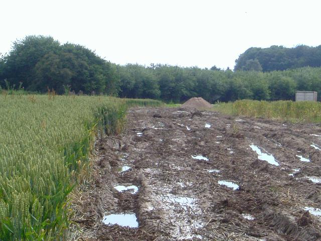 2004_0710_224214 (17).JPG - Südl. des Altbestandes Richtung Süd/West - durch Befahren geringe Versickerung